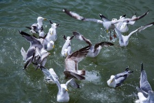 Seagulls In The Sea