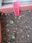 Seedling Radish