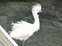 Snowy White Egret
