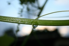 Squash Tendril With Droplet