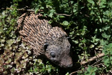 Static Hedgehog In The Garden
