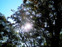 Sun Through Silver Oak