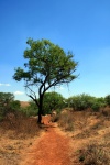 Tall Tree On Trail