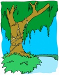 Tree 53