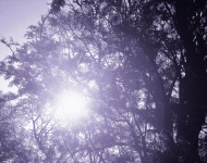Tree In Purple With Lens Flare