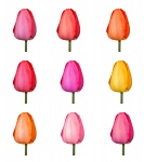 Tulip Isolated 2
