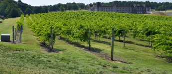 Vineyard Landscape