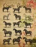 Vintage Postcard Horse Breeds