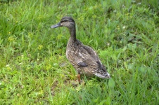 Wild Duck