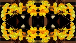 Yellow Trumpet Flowers In A Frame