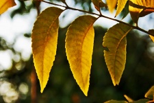 Yellowing Pecan Nut Leaves