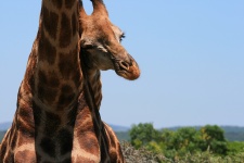 Young Giraffe Nestling With Elder