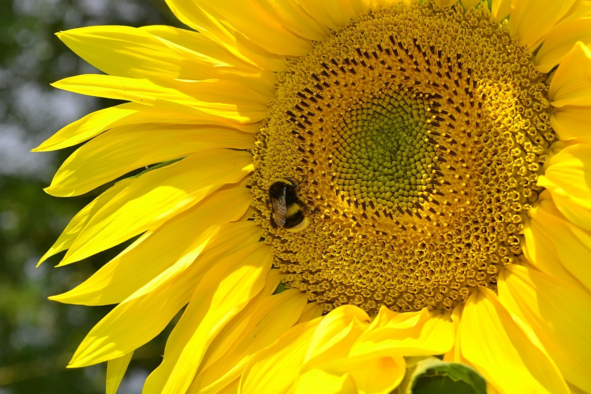 Sunflower And Bumblebee