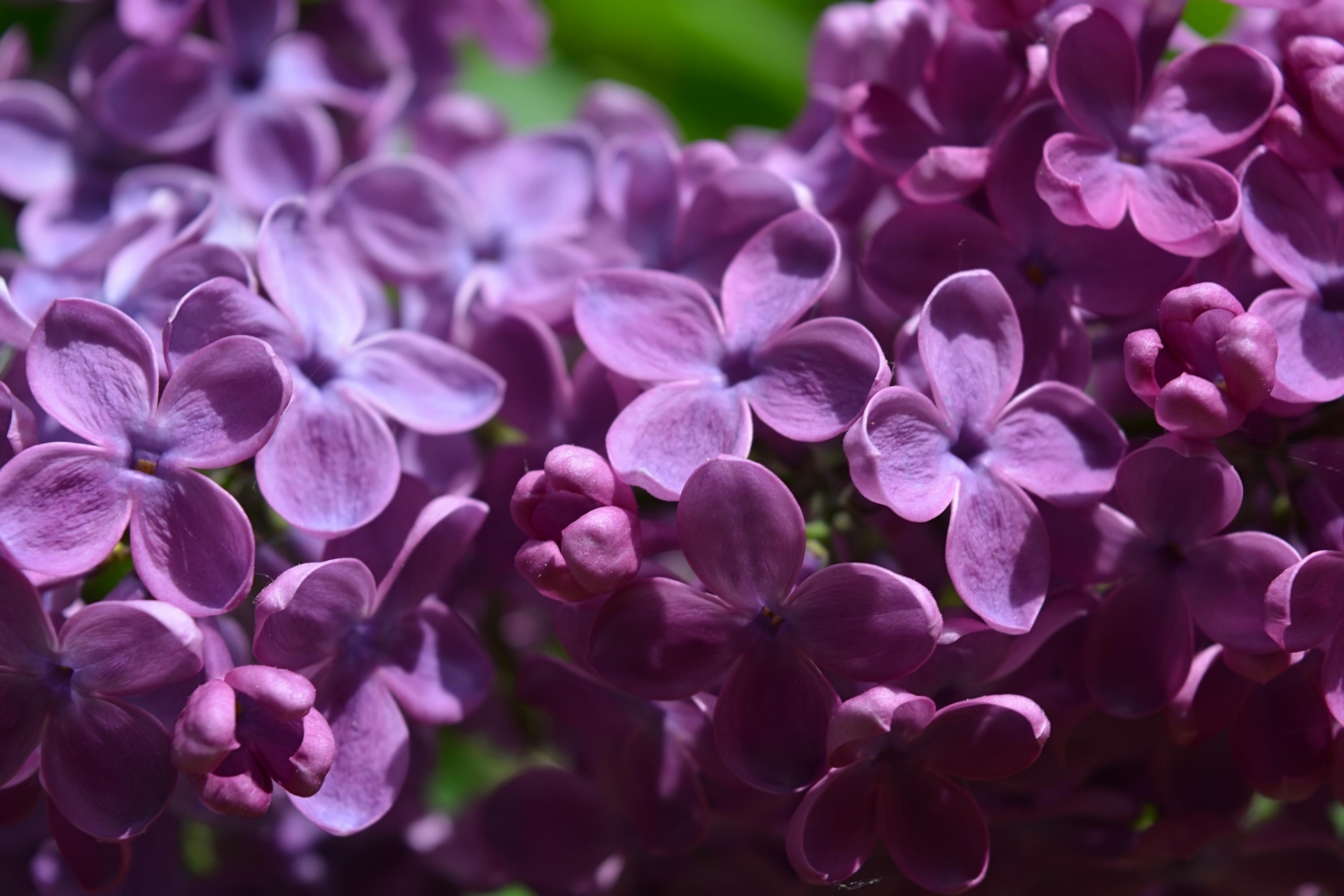 fragrant lilacs