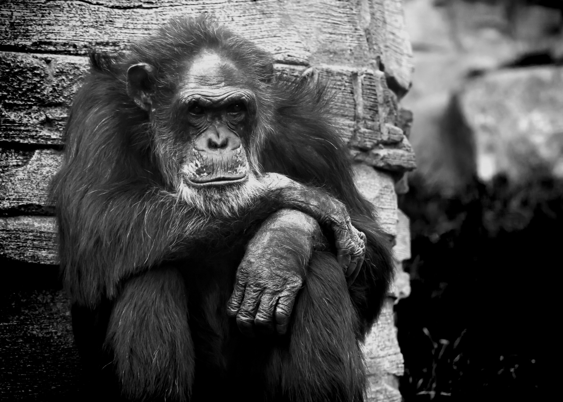 Monkey, chimpanzee, sad, captivity, zoo, animal, Africa, living beings, primates, humans, torment
