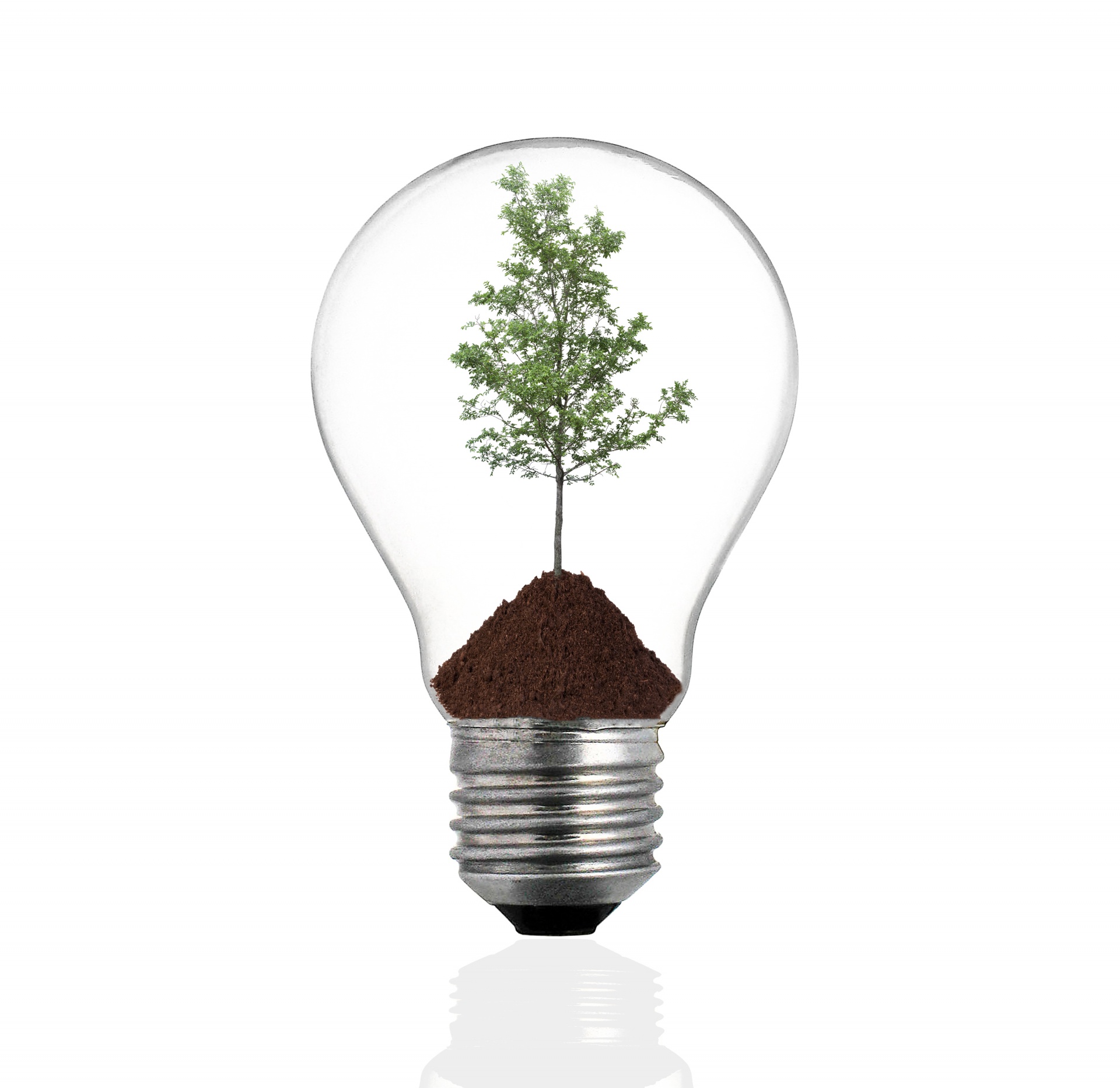 Bulb light with green tree inside isolated on white background