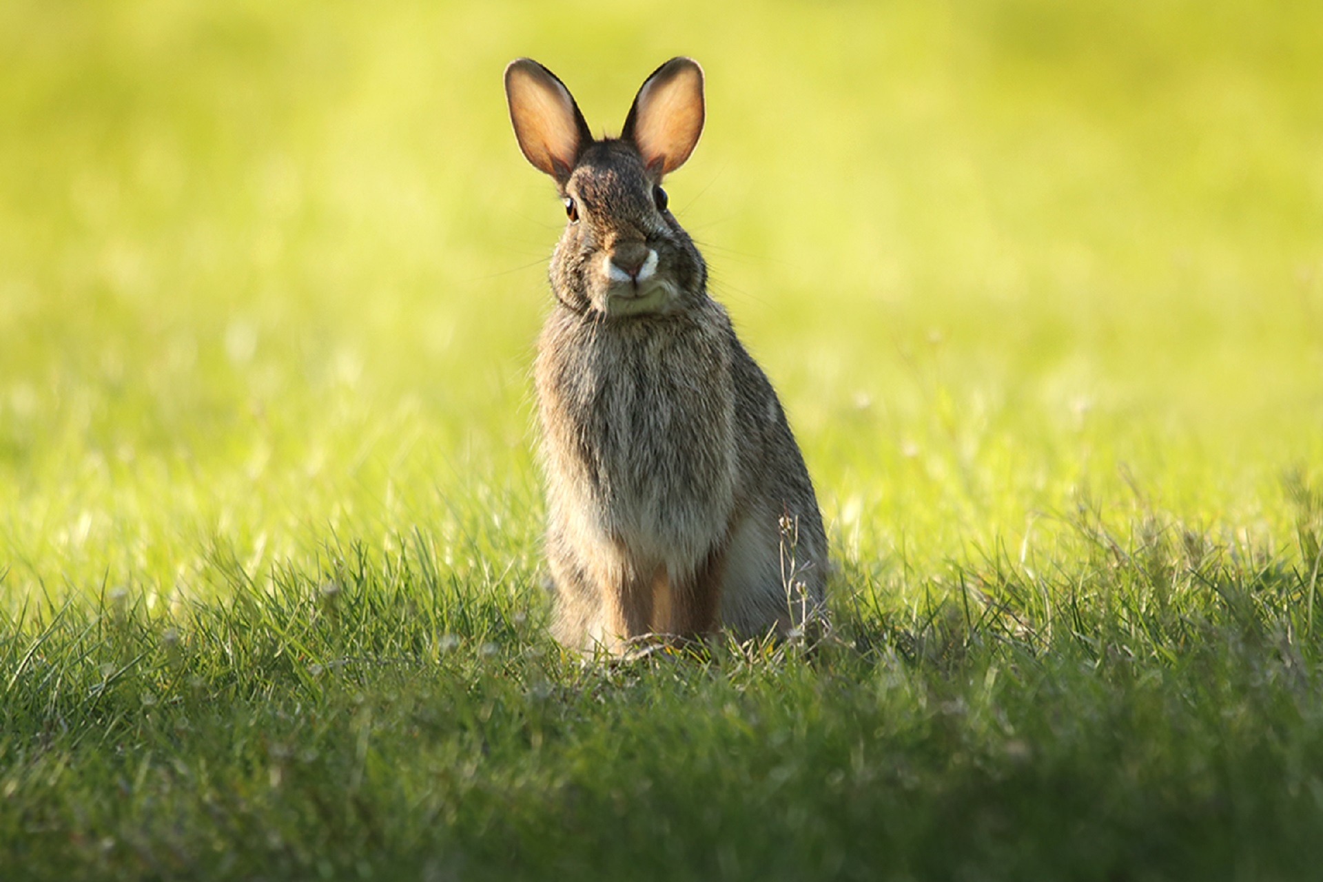 Close up view of a bunny rabbit sitting in the grass