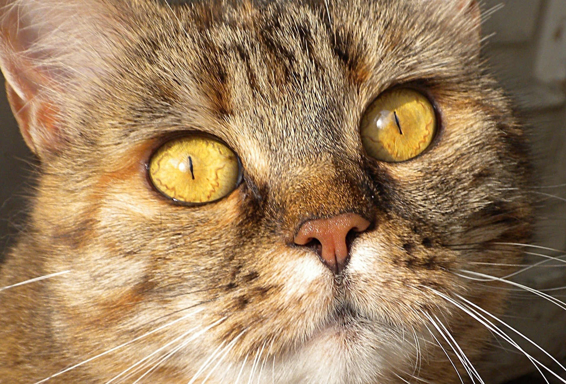 Download Cat Portrait Free Stock Photo - Public Domain Pictures