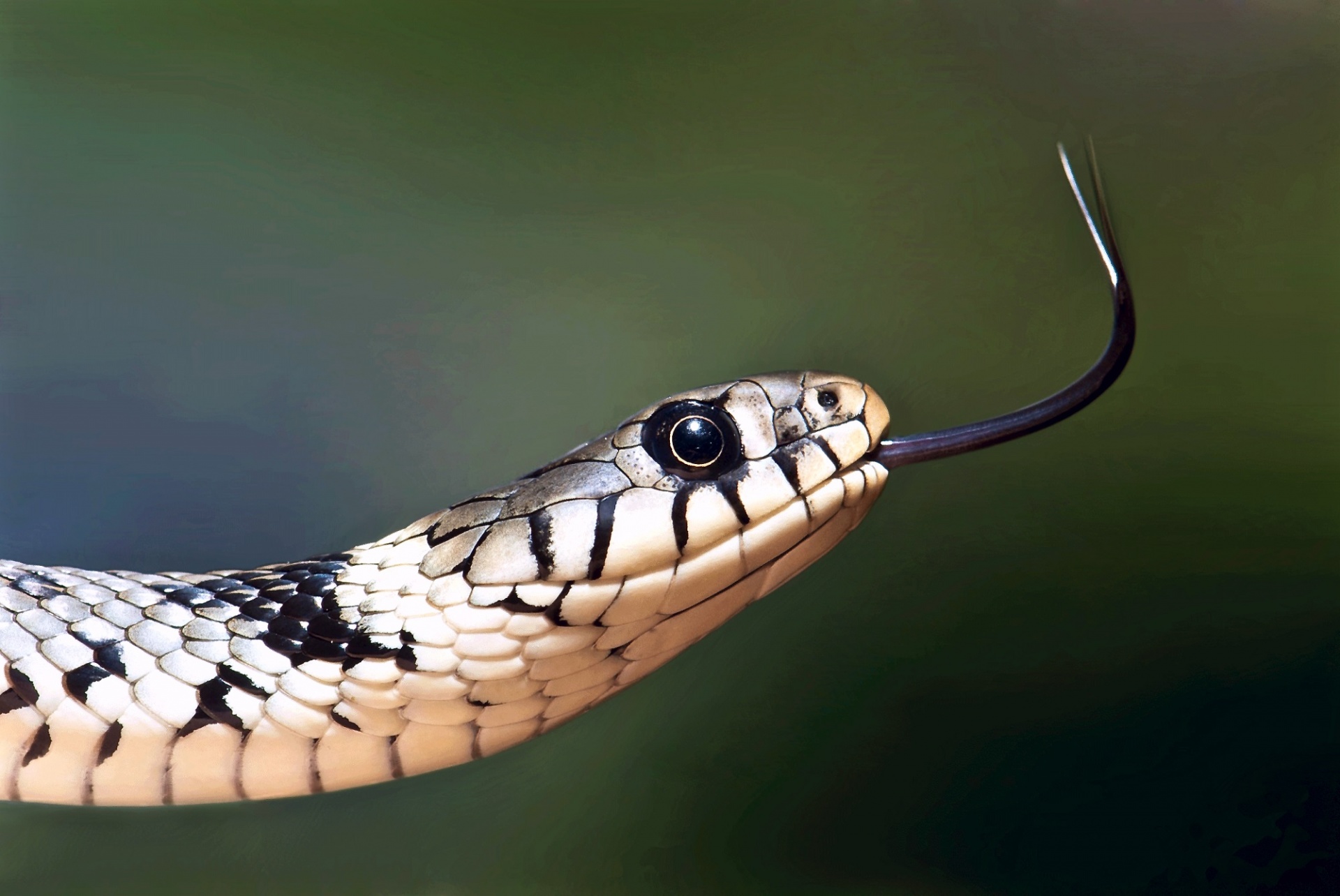 European Grass Snake close up portrait view