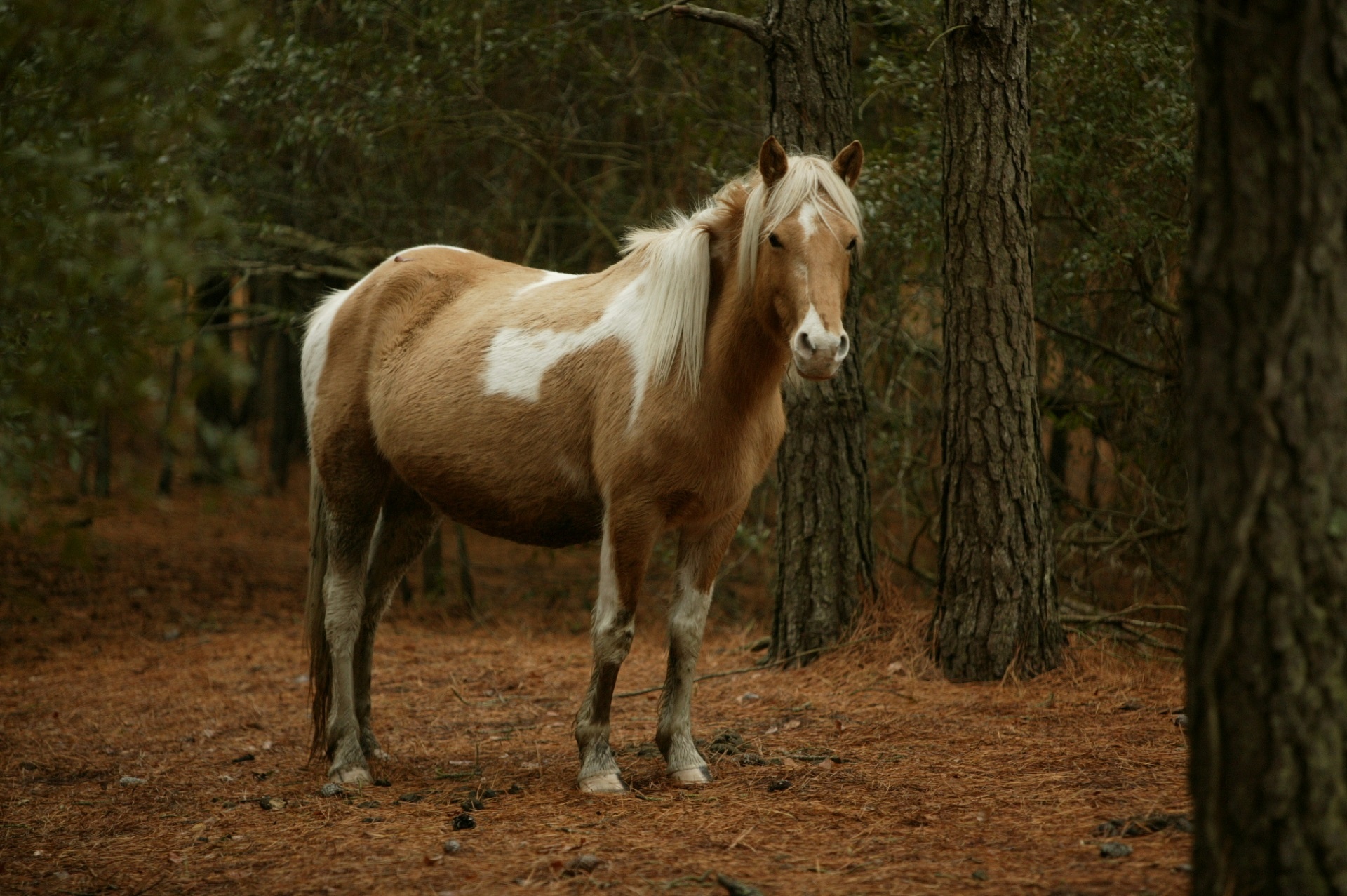 Feral Pony In The Woods
