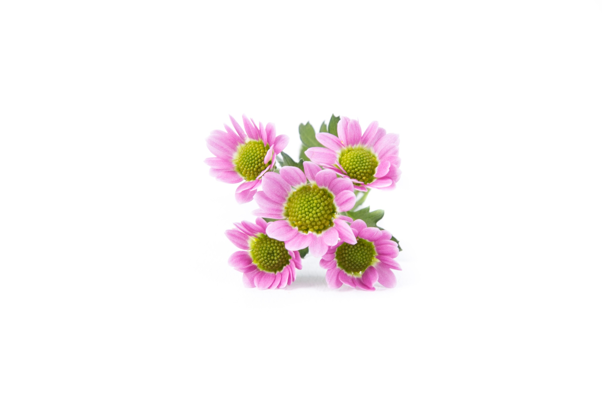 Flower Free Stock Photo - Public Domain Pictures