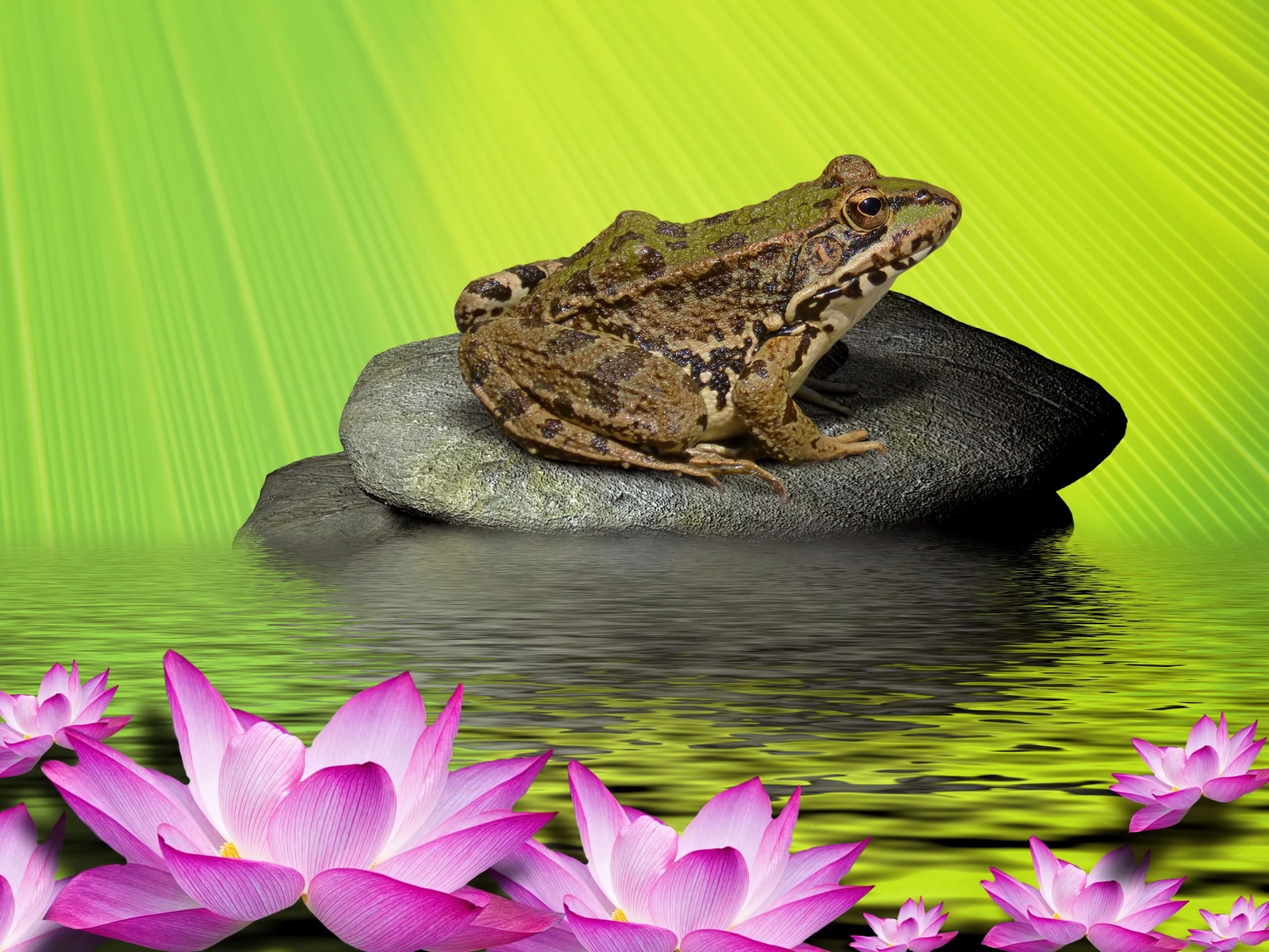 Frog On Stone