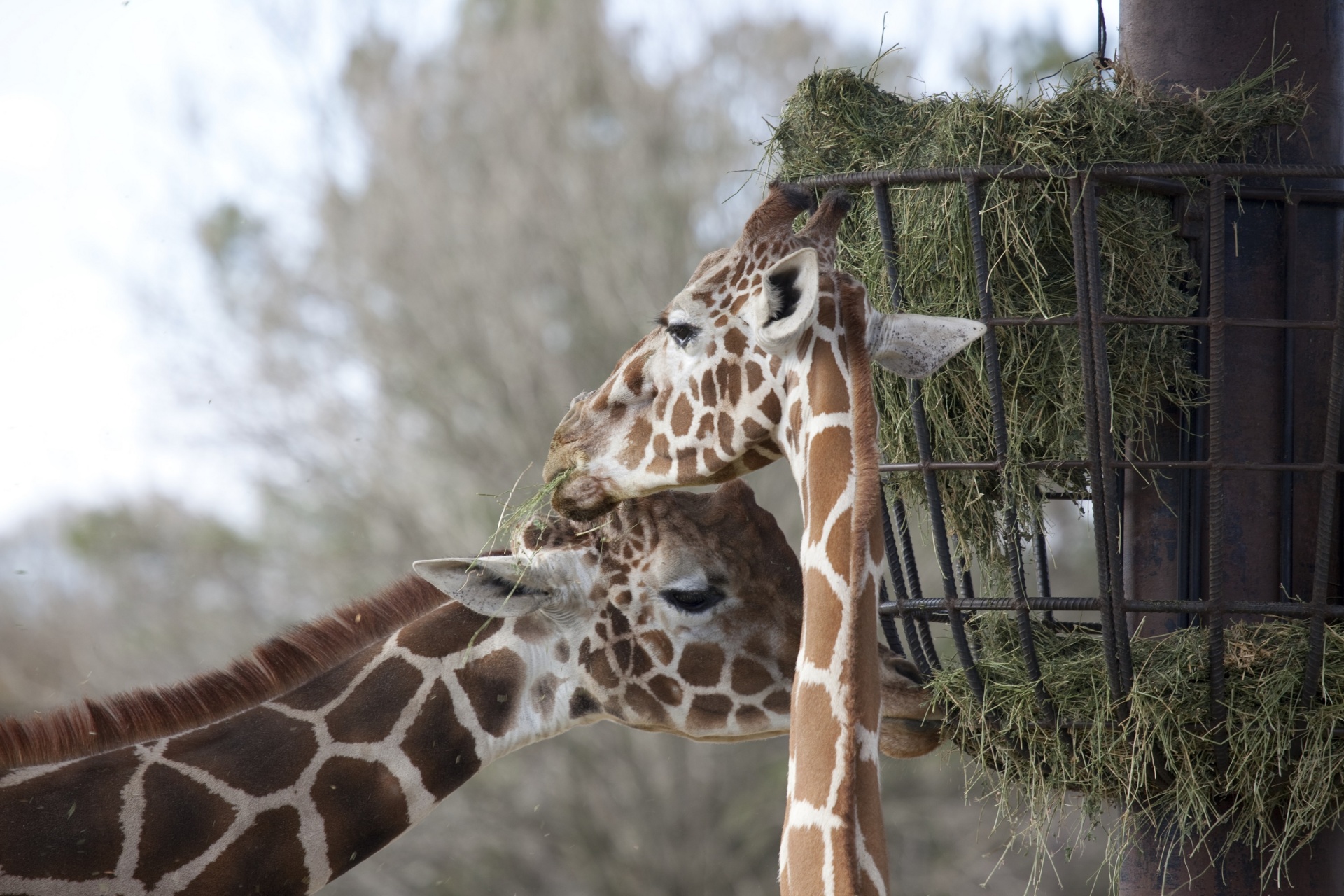 Two giraffes feeding on hay in their zoo enclosure