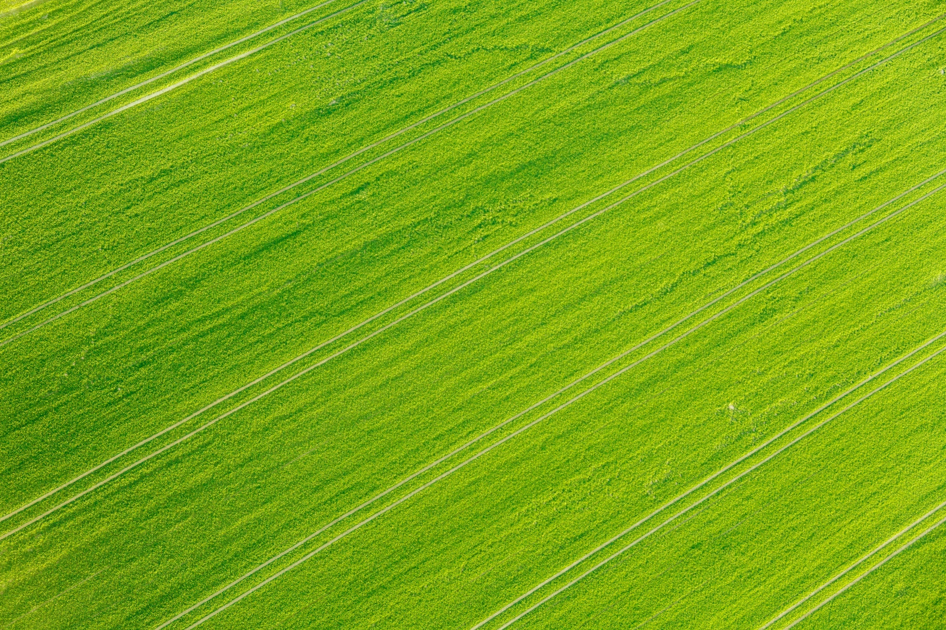 Green Field Background