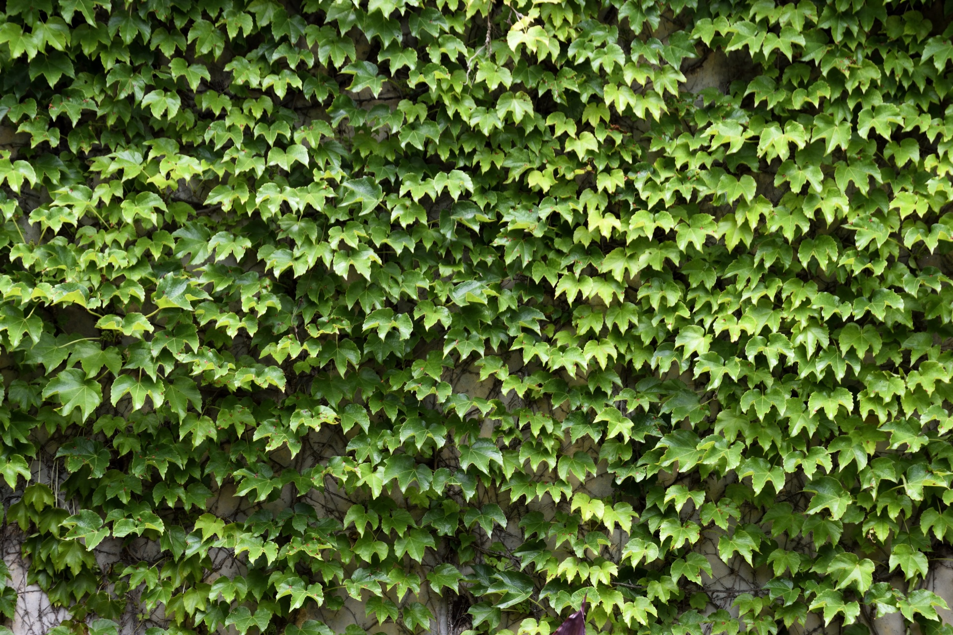 Green Ivy Vine growing on wall background