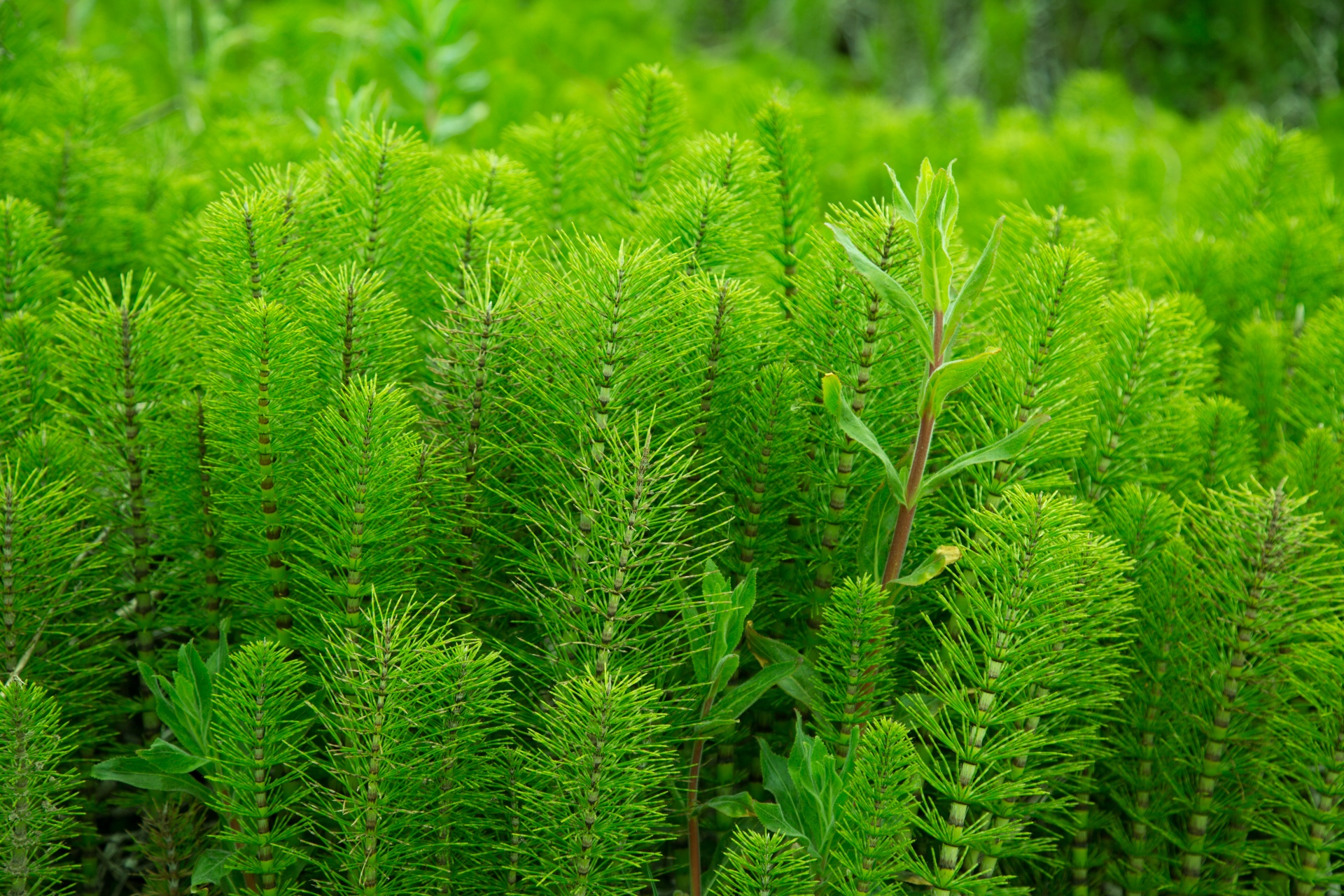Green Plant Free Stock Photo - Public Domain Pictures