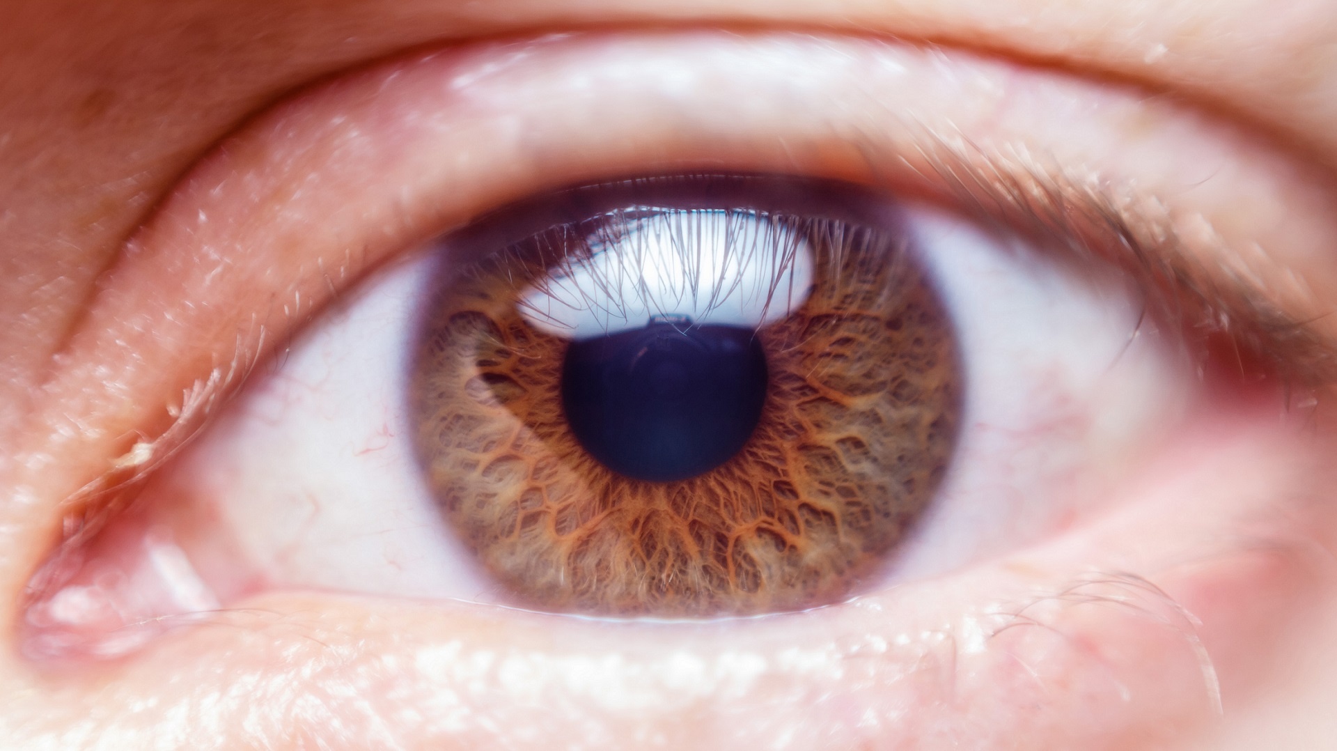 Human brown eye macro close up