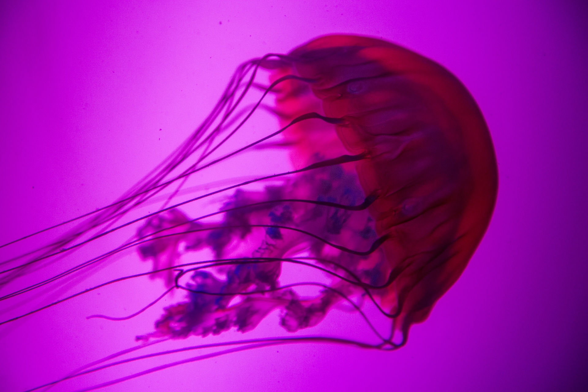 Jellyfish Free Stock Photo Public Domain Pictures