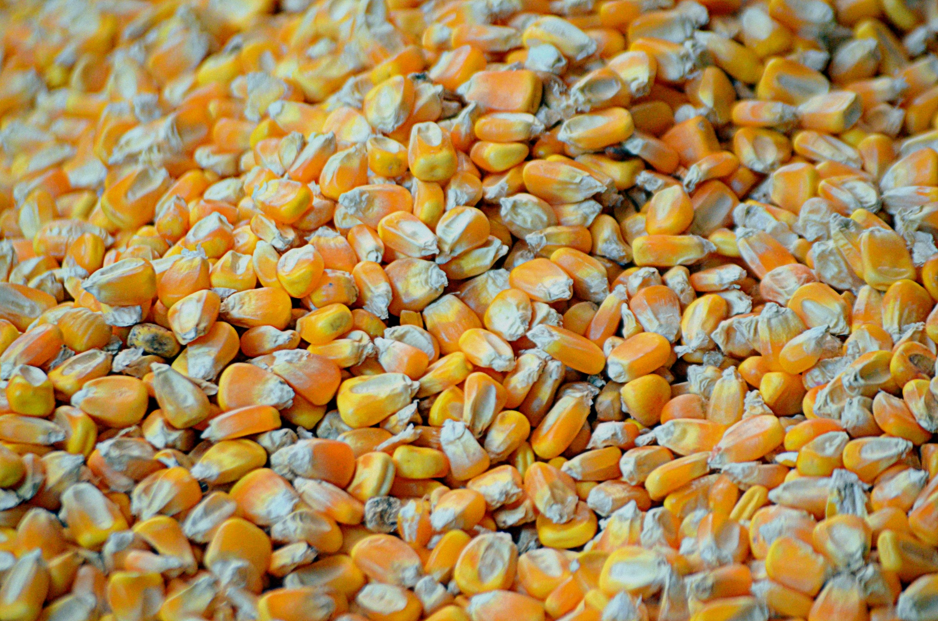 Kernels Of Corn