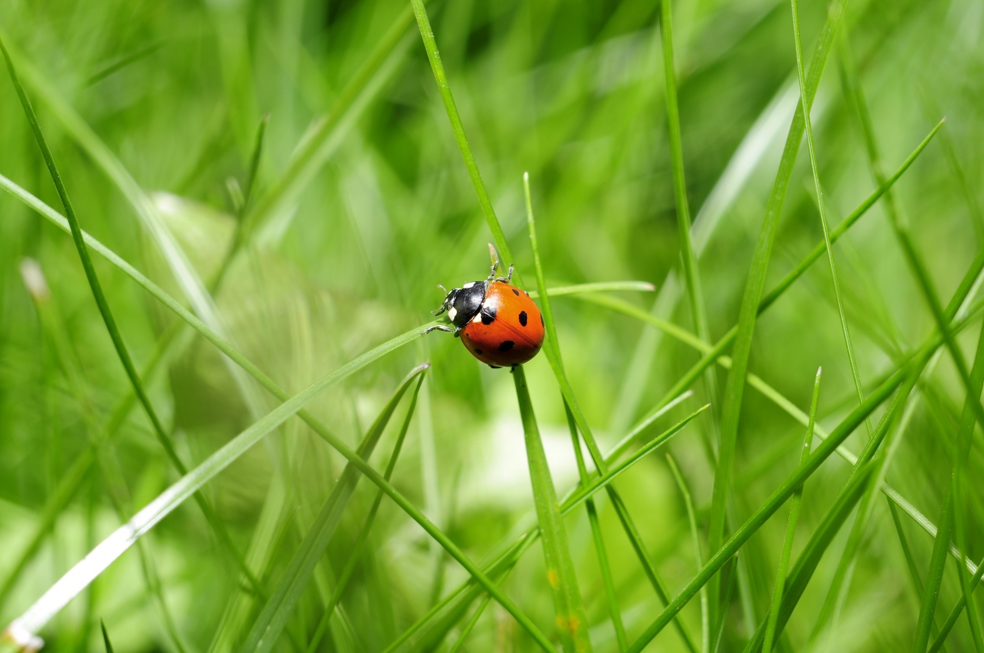 Ladybug In The Grass