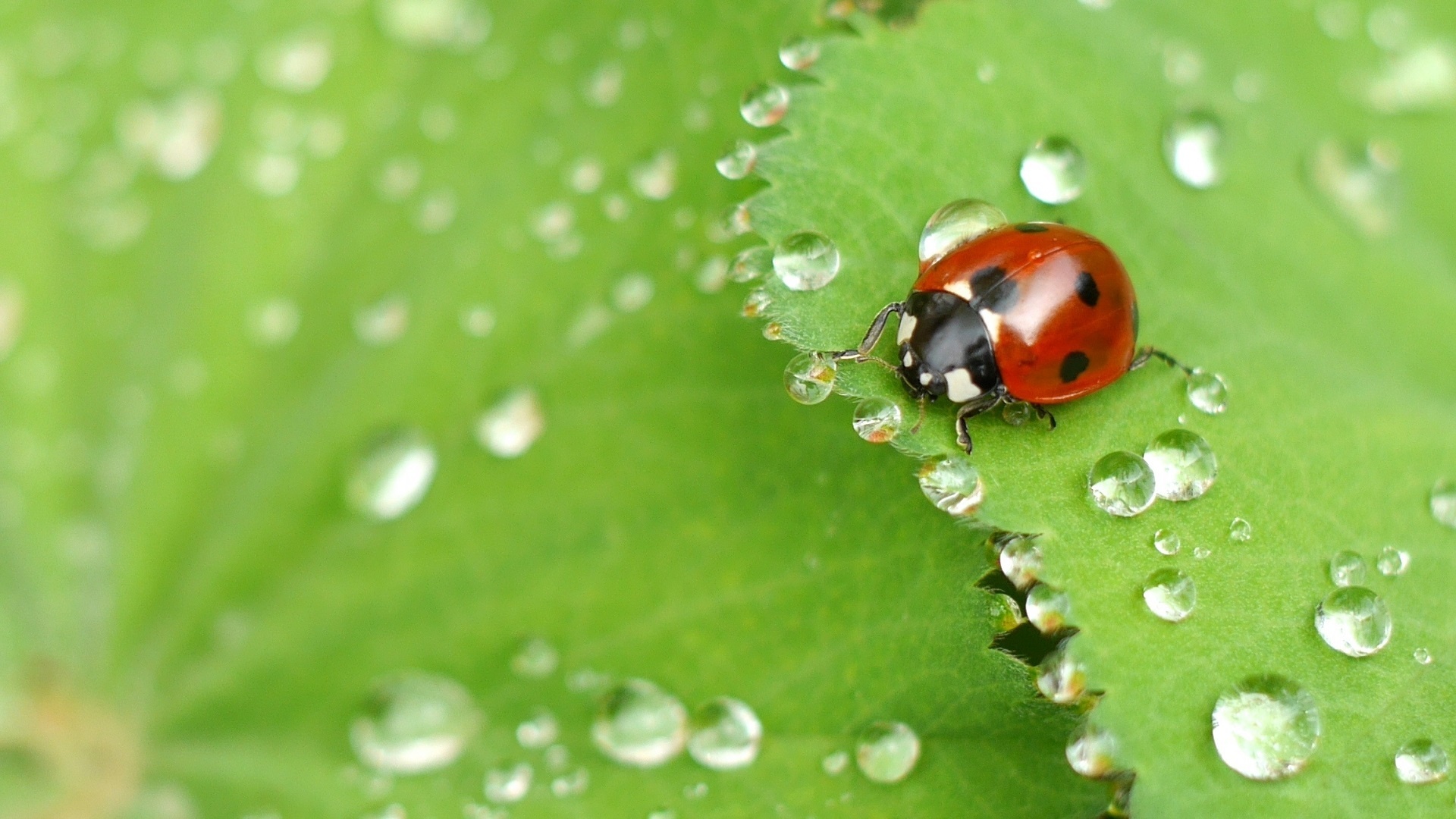 Ladybug On Wet Leaf