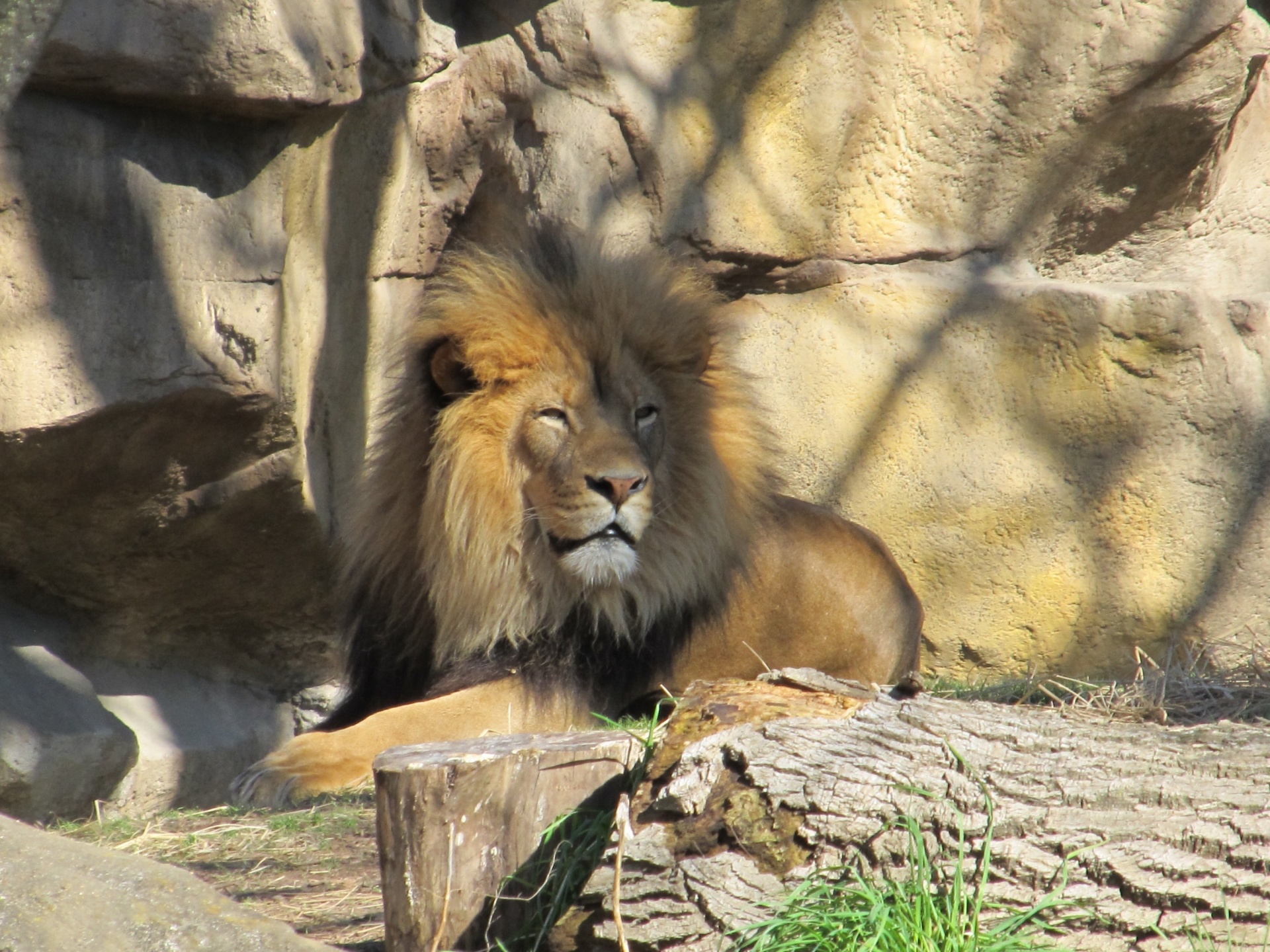 Male Lion Relaxing