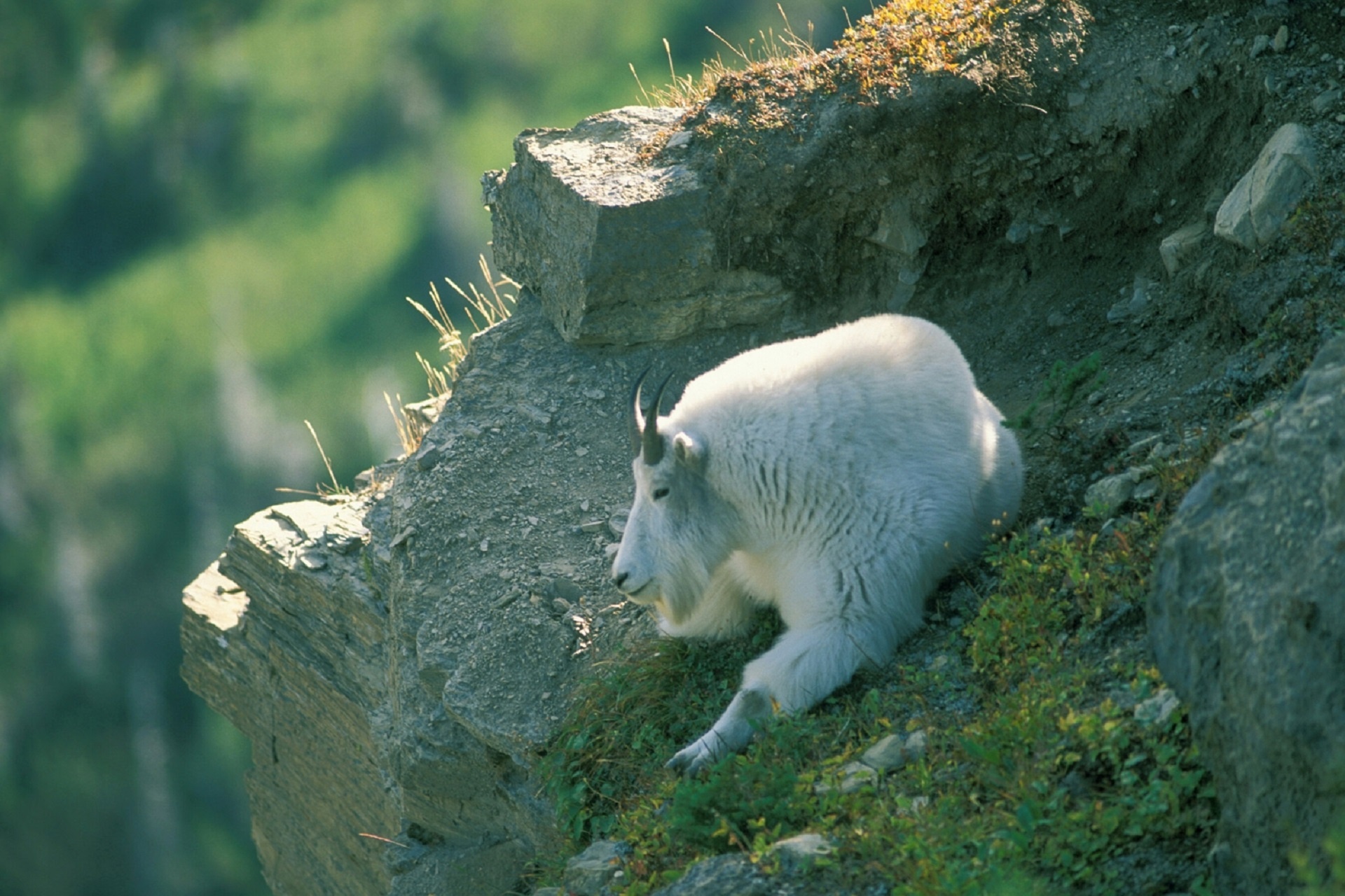 Mountain Goat Relaxing