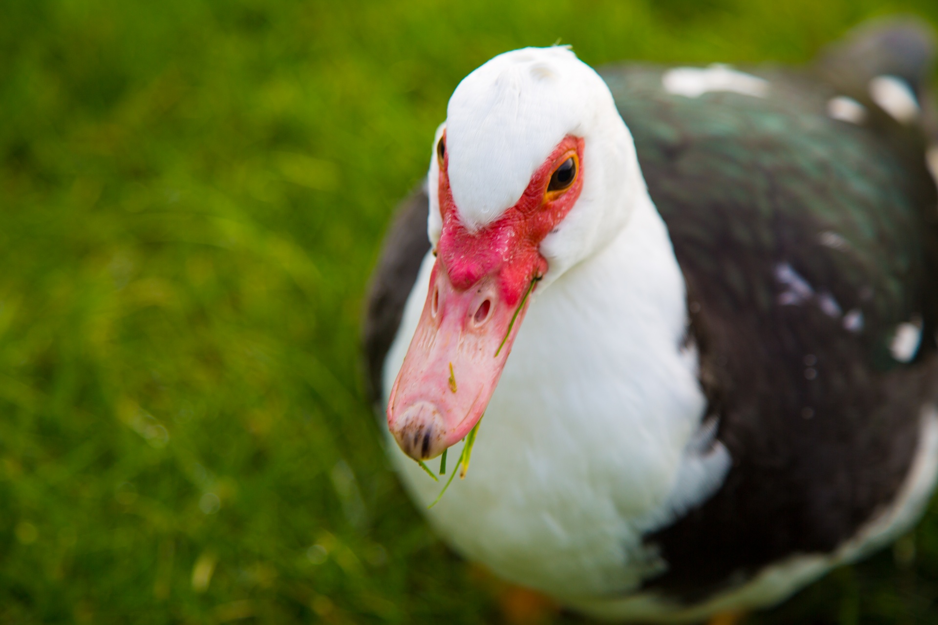 Muscovy duck with white feathers and red wattle- Cairina moschata
