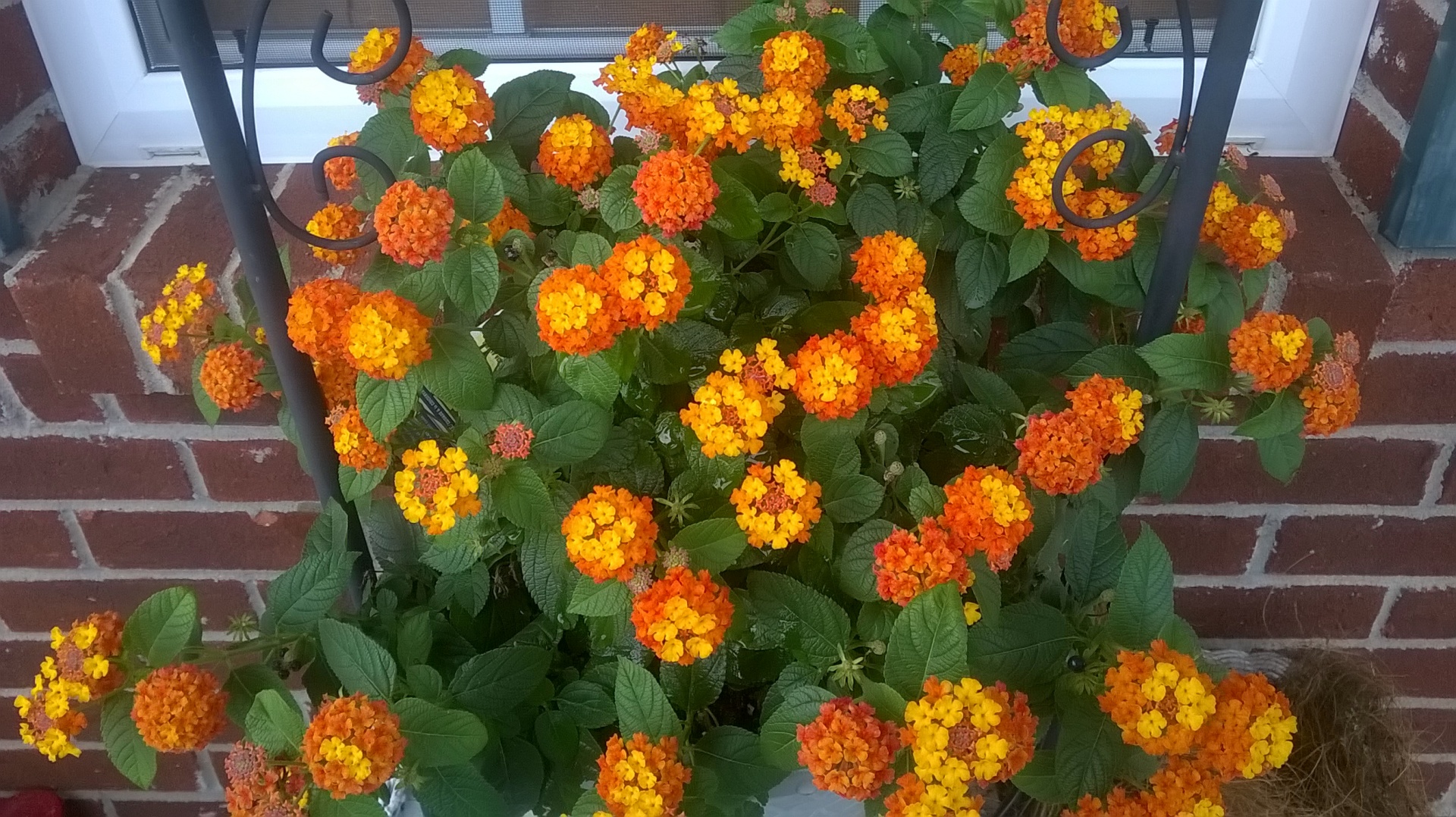 Orange Lantana Flower Basket