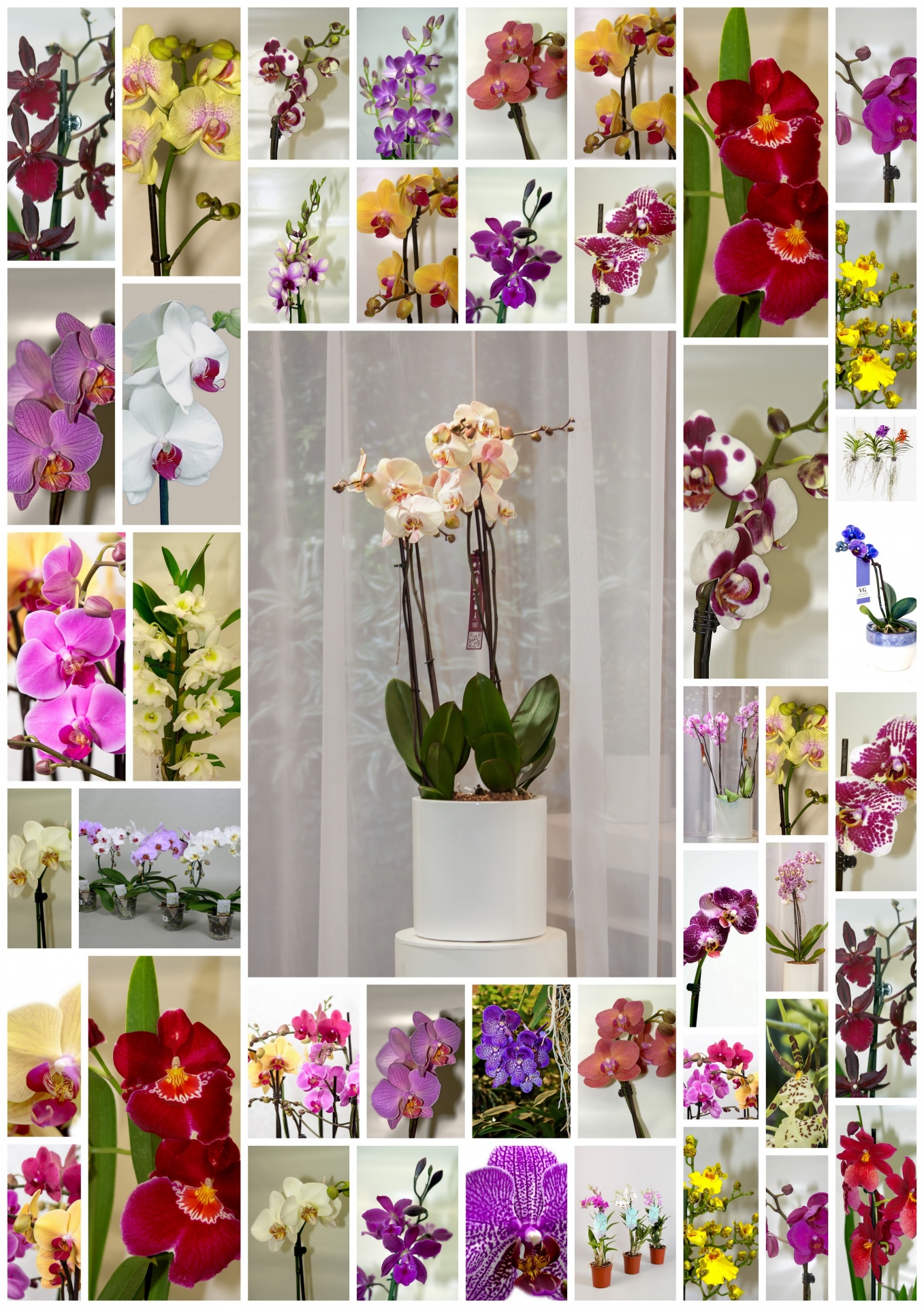 Orchids, varieties, flowers, petals, beautiful, fragrance, plant, nature, advertising
