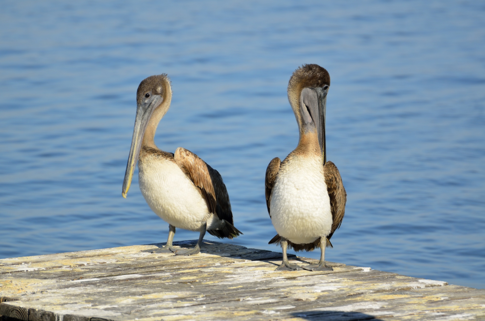 Brown Pelicans on a dock background