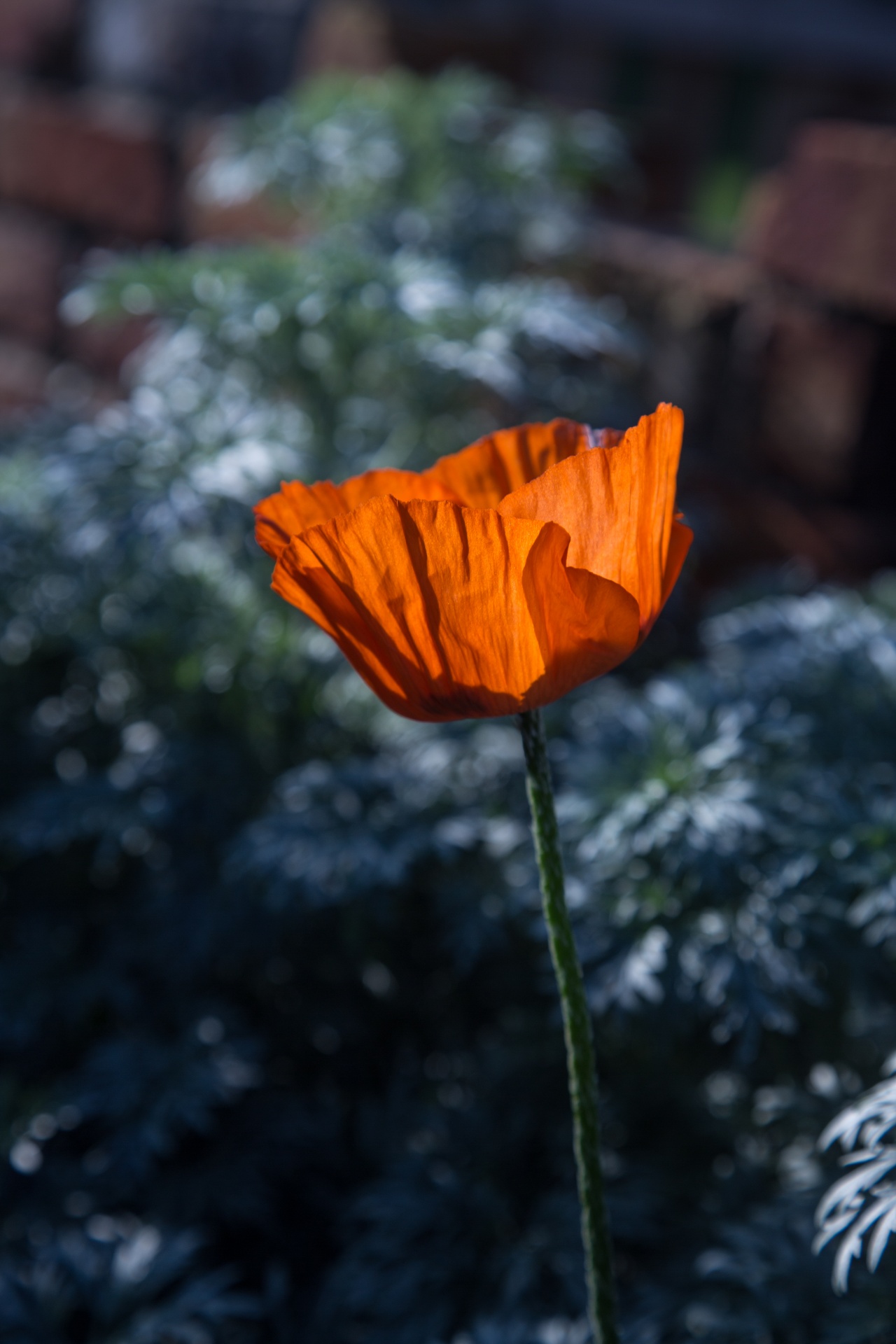 Poppy Flower, Vintage Color