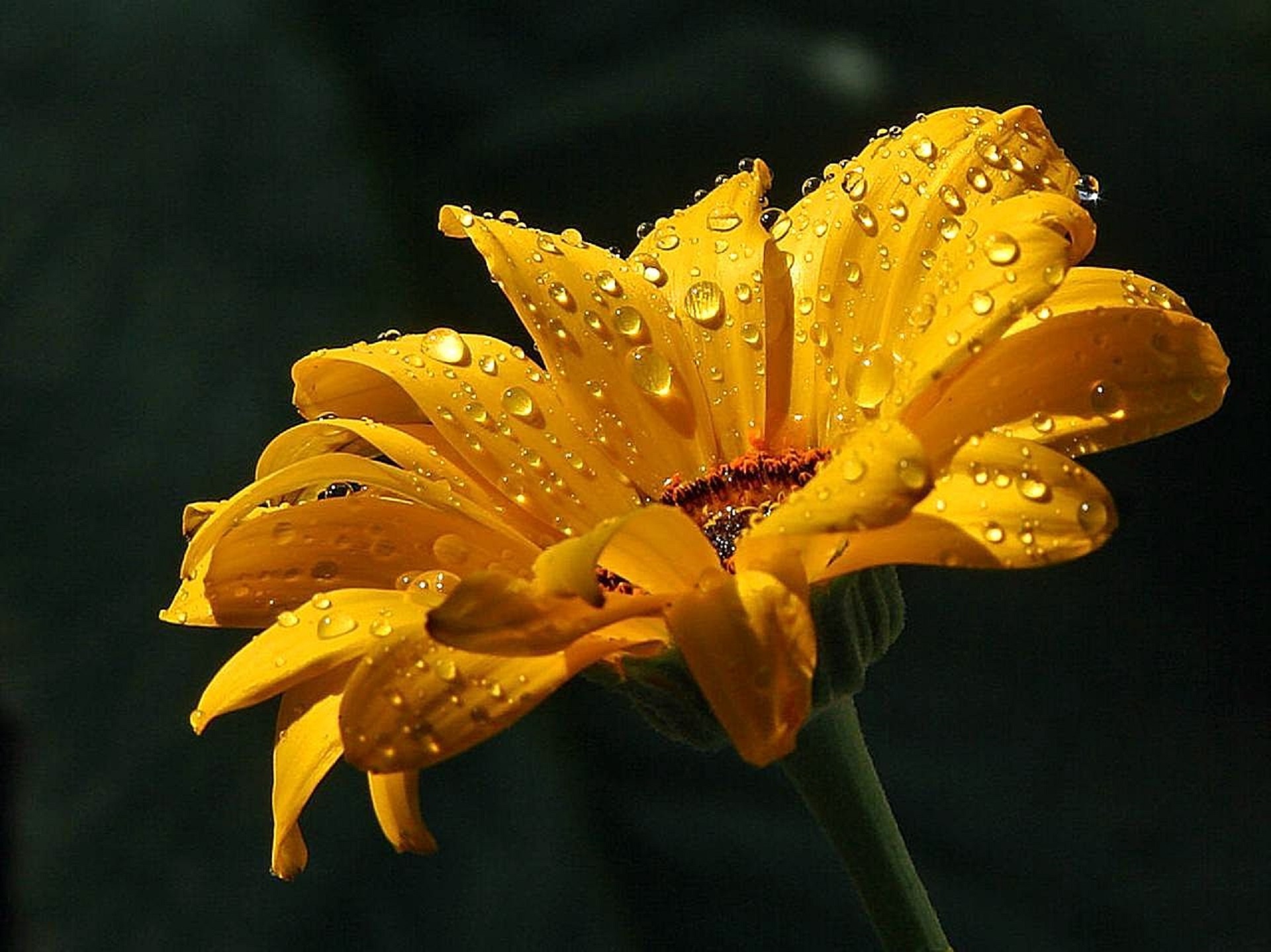 Raindrops On A Daisy