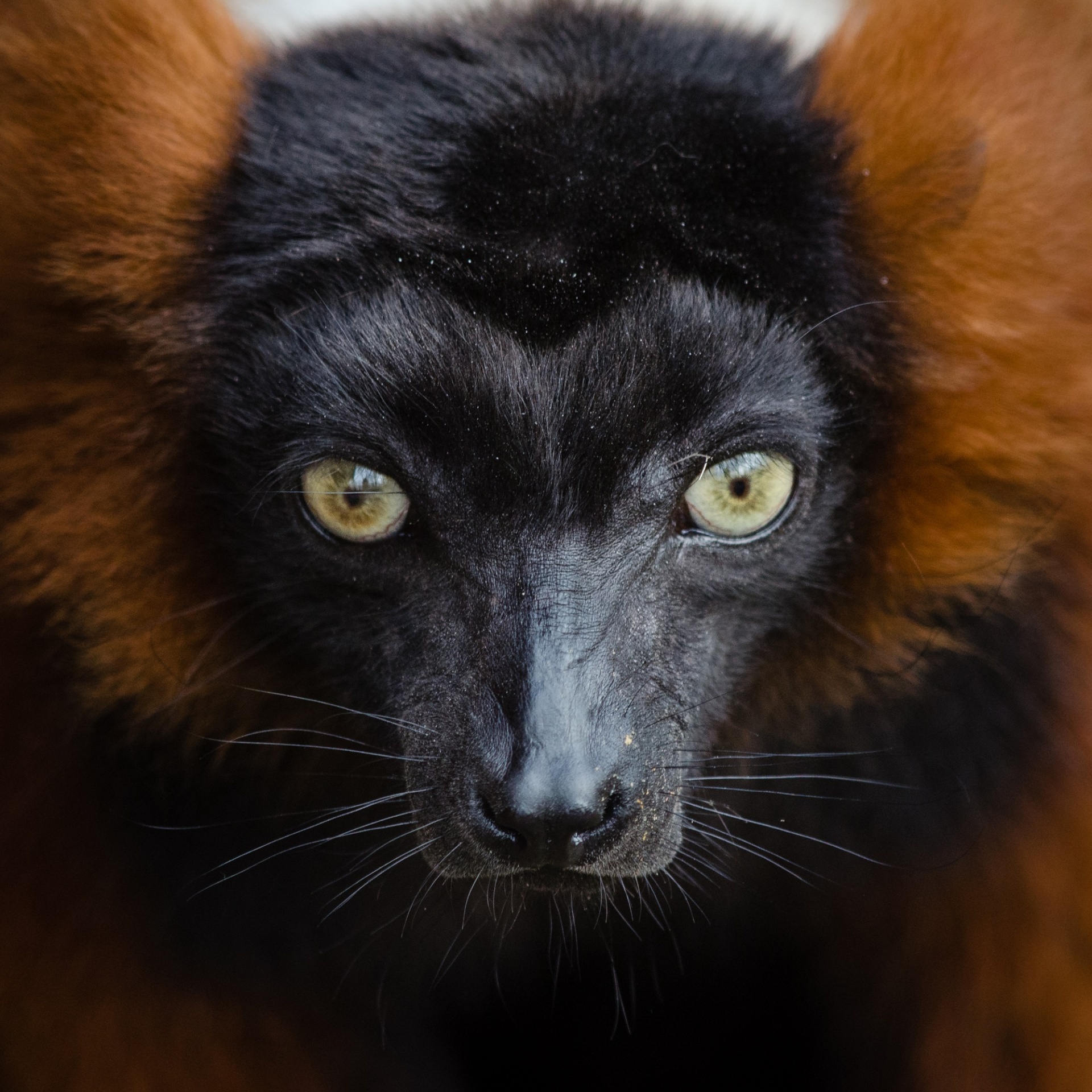 Red Ruffed Lemur Face