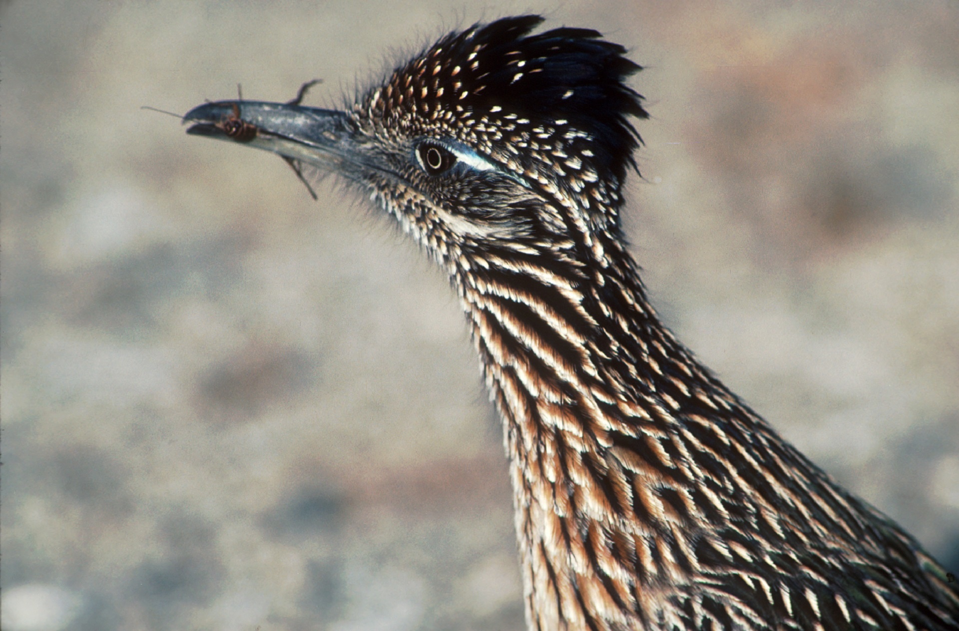 Close up view of a roadrunner