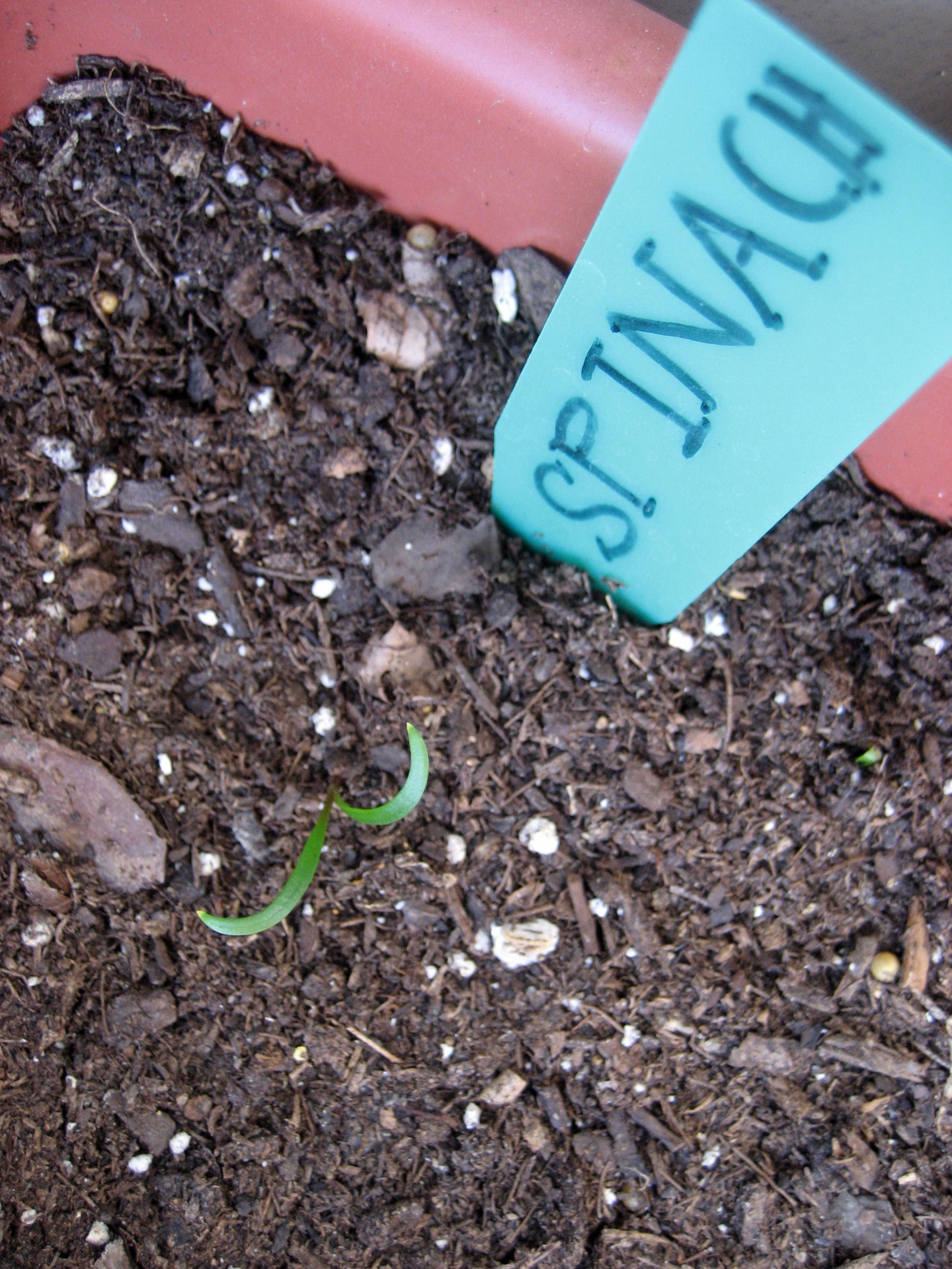 Seedling Spinach