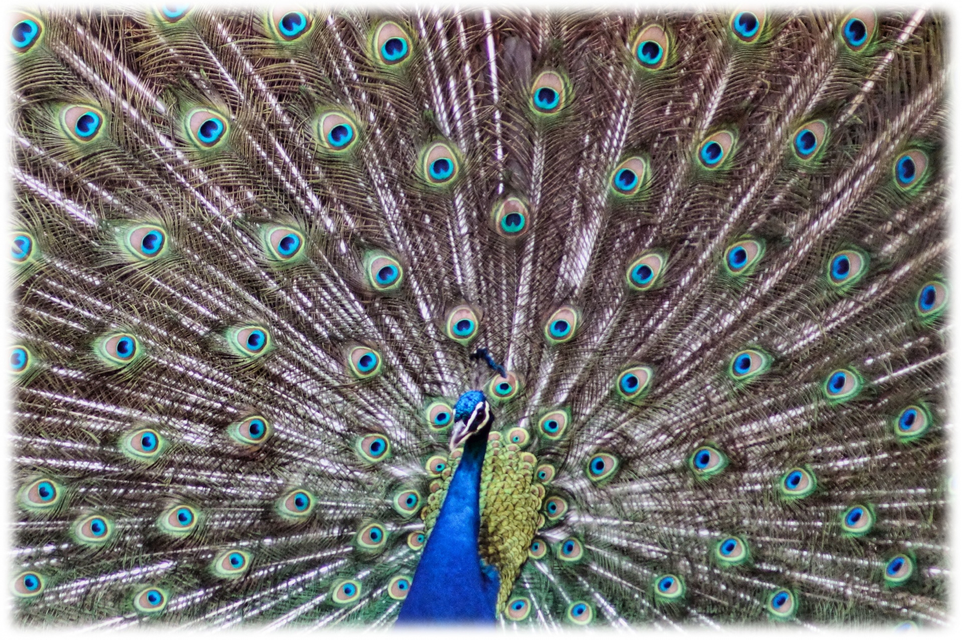 Sparkling Peacock Tail