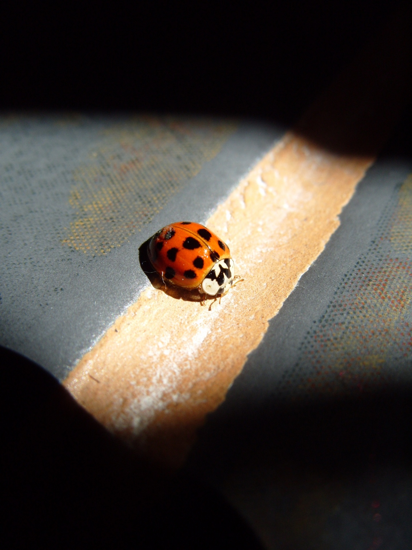Spotlight On Ladybug