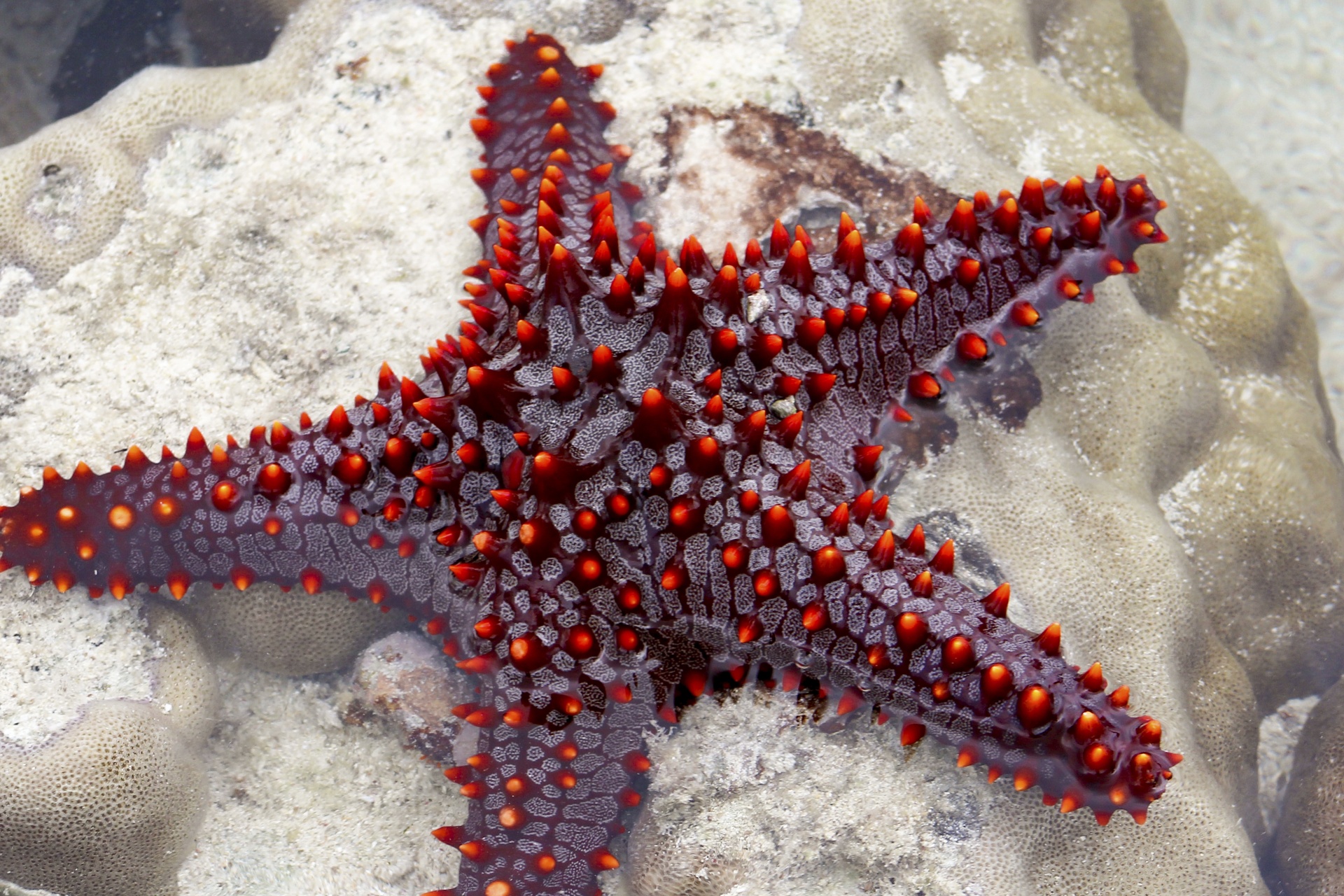 Starfish Free Stock Photo Public Domain Pictures