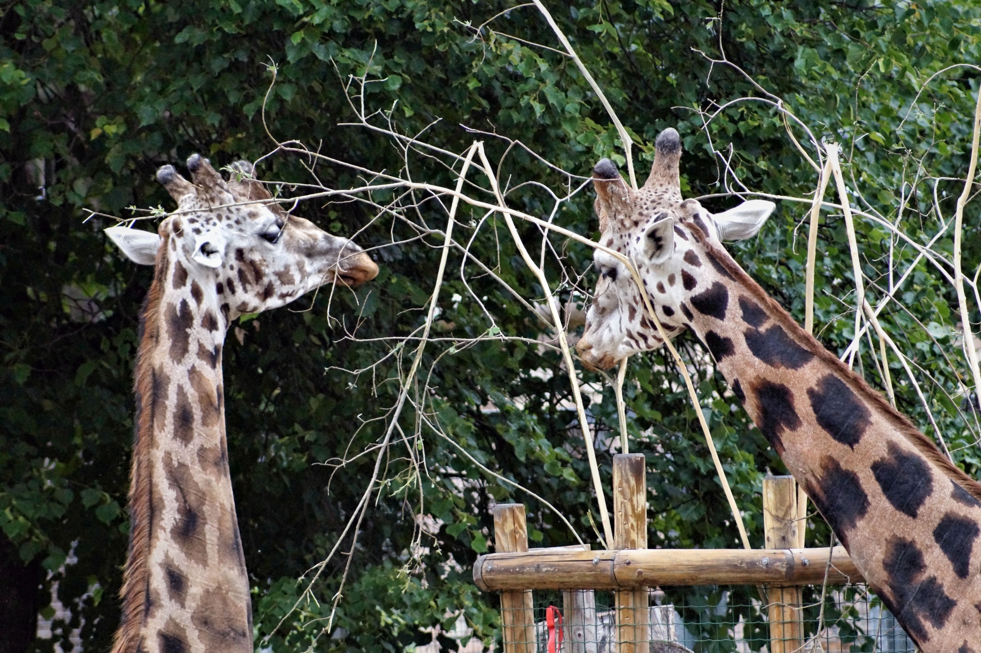 Two Giraffes And Invisible Public